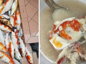 Ikan Koi Peliharaannya Mati, Wanita Ini Memasaknya Jadi Sup!