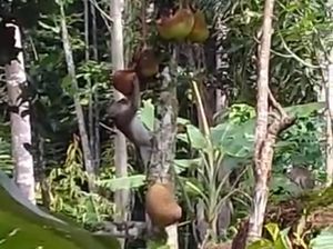 Kawanan Monyet Turun dari Gunung Sawal-Rusak Kebuh Warga Ciamis