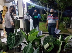 Pencuri Tanaman Janda Bolong di Sukabumi Nyaris Diamuk Massa