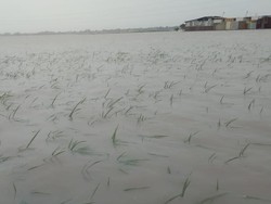 5.287 Hektare Sawah di Cirebon Terancam Puso Gegara Terendam Banjir