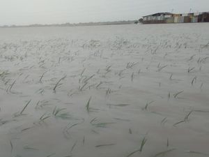 5.287 Hektare Sawah di Cirebon Terancam Puso Gegara Terendam Banjir 5.287 Hektare Sawah di Cirebon Terancam Puso Gegara Terendam Banjir