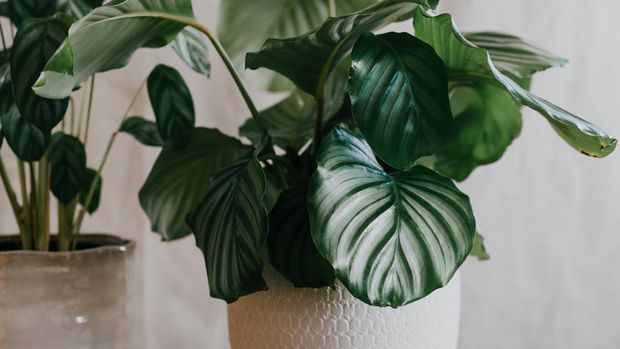 5 Jenis Tanaman Hias Calathea  Salah Satunya Berjuluk 