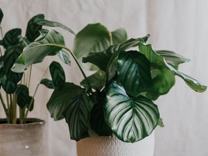 Susu Ternyata Bisa Bikin Tanaman Hias Subur, Ini Caranya