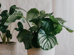 Susu Ternyata Bisa Bikin Tanaman Hias Subur, Ini Caranya