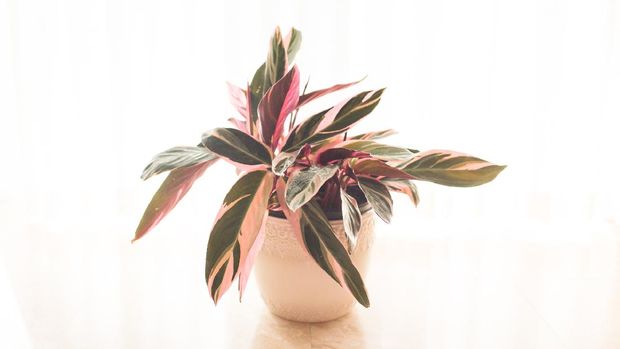 Калатея триостар Calathea Triostar Pink