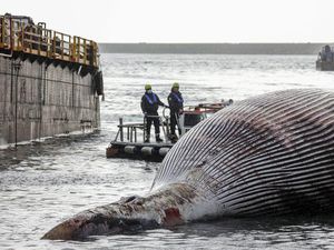Bangkai Salah Satu Paus Terbesar Ditemukan di Italia