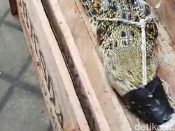 Buaya yang Ditangkap Warga Sidoarjo Diserahkan ke BKSDA Jatim