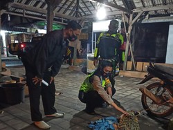 Buaya 1,6 Meter Ditangkap Nelayan dan Warga Sidoarjo