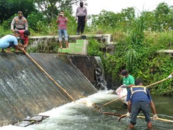 Lagi! Bangkai Babi Jumbo Ditemukan di Sungai Klaten