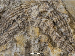 Percaya Tidak, Fosil Hiu Berusia 150 Juta Tahun Ditemukan di Jerman