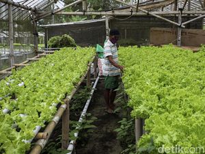 Bank Dinilai Kurang Gesit Dorong Asuransi Pertanian Bank Dinilai Kurang Gesit Dorong Asuransi Pertanian