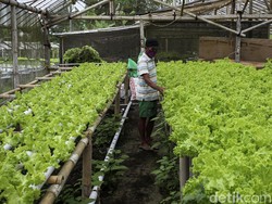 Bank Dinilai Kurang Gesit Dorong Asuransi Pertanian