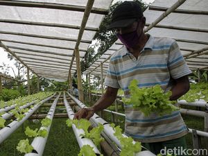 Geliat Pertanian Modern di Lereng Gunung Merapi