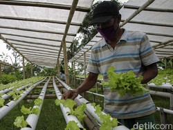 Anggota DPR: Sektor Pertanian Kebal Terhadap Krisis Ekonomi Nasional