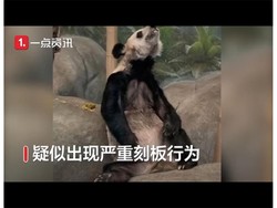 Giant Panda Ini Kurus Banget, Sampai Viral untuk Dipulangkan