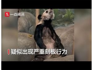 Giant Panda Ini Kurus Banget, Sampai Viral untuk Dipulangkan Giant Panda Ini Kurus Banget, Sampai Viral untuk Dipulangkan