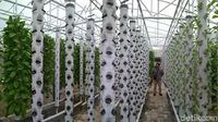 Foto: Wisata Petik Sayur Hidroponik Murah Meriah di Cirebon