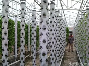 Foto: Wisata Petik Sayur Hidroponik Murah Meriah di Cirebon Foto: Wisata Petik Sayur Hidroponik Murah Meriah di Cirebon