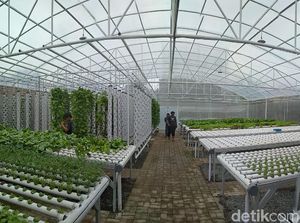 Asyik! Ada Wisata Petik Sayur Hidroponik di Cirebon