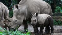 Azsyifa Badak Putih Penghuni Baru Taman Safari Indonesia
