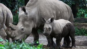 Azsyifa Badak Putih Penghuni Baru Taman Safari Indonesia