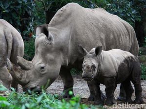 Azsyifa Badak Putih Penghuni Baru Taman Safari Indonesia Azsyifa Badak Putih Penghuni Baru Taman Safari Indonesia