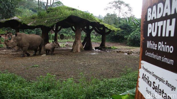 Seorang keeper memberikan makan kepada anak Badak putih (Ceratotherium simum) bersama induknya di Taman Safari Indonesia, Bogor, Jawa Barat, Jumat (22/1). Anak Badak putih bernama 