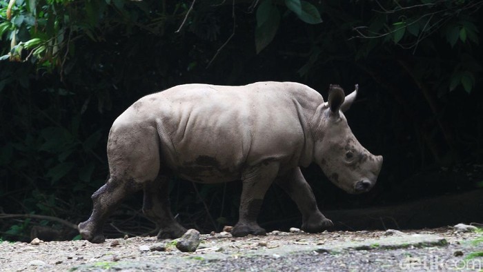 Gawat! Ratusan Spesies Lenyap, Bumi Mau Kiamat?