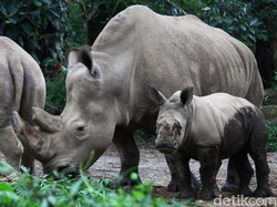 BTNUK Minta Kasus Perburuan Badak Jawa Diusut Tuntas