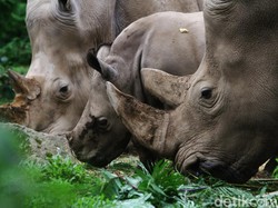 Atasi Krisis Pakan, Taman Safari Tanam Sayur dan Terima Sumbangan
