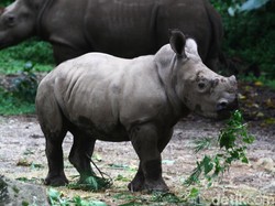 Bunuh Badak di Taman Nasional Kruger Afrika Selatan, 3 Pemburu Ditangkap