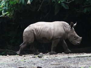 5 Hewan Langka Indonesia yang Dilindungi di Tingkat Internasional