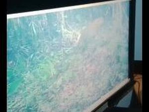 Dua Macan Tutul Terekam Kamera di Sisi Timur Gunung Semeru