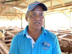 Pensiunan Ini Ternak Domba Dapat Rp 300 Juta/Bulan, Mau Ikutan?