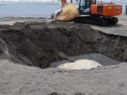 Bangkai Paus Bryde 13,8 Meter Terdampar di Pantai Batu Belig Bali
