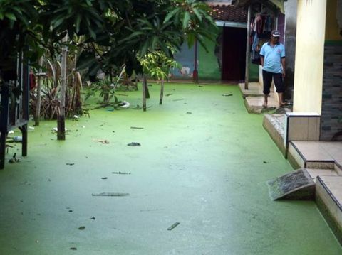 Air banjir berwarna hijau di  Dusun Clumprit, Desa Degayu, Kota Pekalongan, Selasa (19/1/2021)