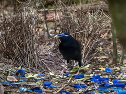 Spesies Burung Unik dari Papua: Si Namdur yang Hobi Menghias Sarang