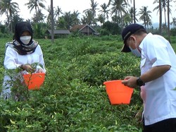 Pupuk Organik Dibagikan Gratis, Petani Cabai Banyuwangi Panen Lebih Banyak