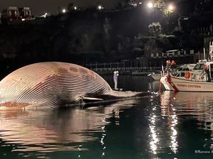 Bangkai Hewan Terbesar Kedua di Dunia Ditemukan di Laut Italia Bangkai Hewan Terbesar Kedua di Dunia Ditemukan di Laut Italia