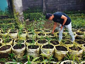 Meraup Cuan dari Jahe Merah
