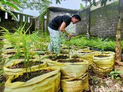 Pemuda Inspiratif di Jabar: Raup Cuan dari Bisnis Jahe Merah hingga Sayuran