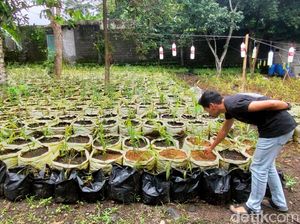 3 Fakta soal Pemuda Kuningan yang Sukses Raup Ratusan Juta dari Jahe Merah