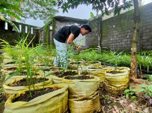 Kece Abis, Pemuda Kuningan Raup Ratusan Juta dari Jahe Merah