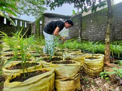 Kece Abis, Pemuda Kuningan Raup Ratusan Juta dari Jahe Merah