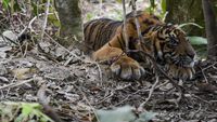 Kasihan! Anak Harimau Ini Terjebak Jerat