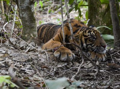 Kasihan! Anak Harimau Ini Terjebak Jerat