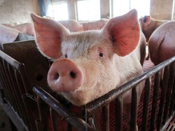 Wanita Ini Pelihara Babi Raksasa 130 kg yang Main dan Tidur di Dalam Rumah