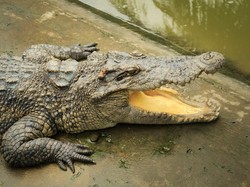 75 Buaya Lepas Masuk Desa, 6 Ditangkap-69 Masih Buron