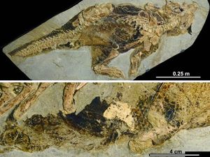 Ilmuwan Ini Meneliti Pantat Dinosaurus, Eh Bagaimana?