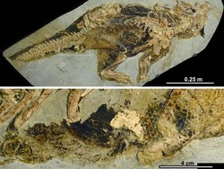 Ilmuwan Ini Meneliti Pantat Dinosaurus, Eh Bagaimana?